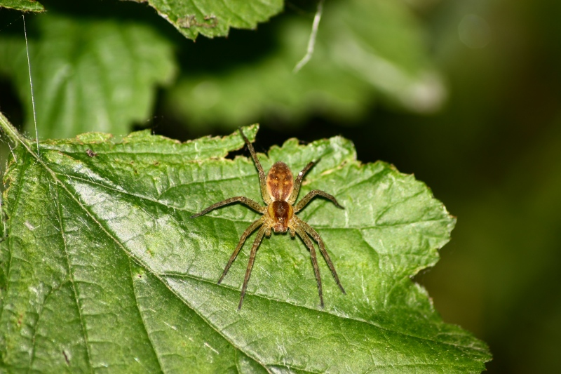 Dolomedes cf. fimbriatus
